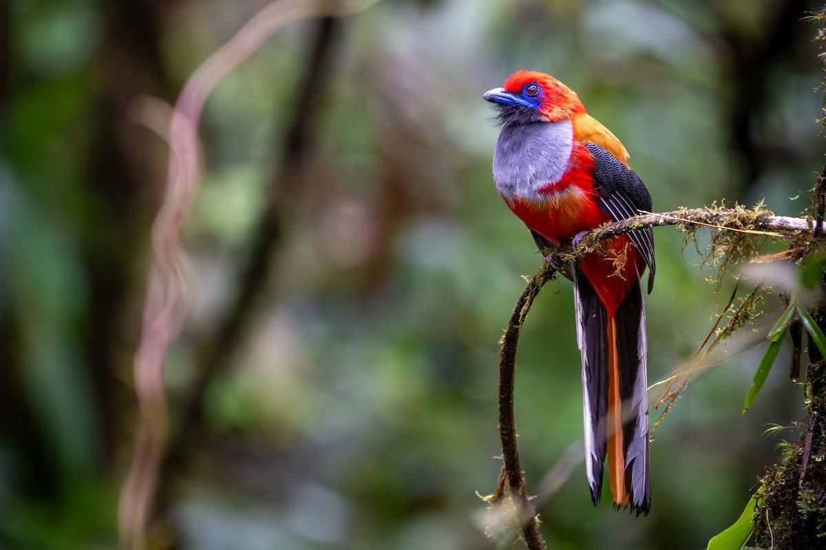 Whitehead's Trogon - ML637584081
