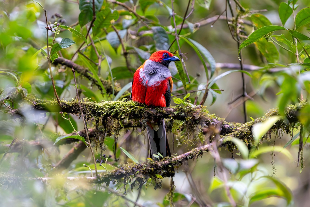 Whitehead's Trogon - ML637584082