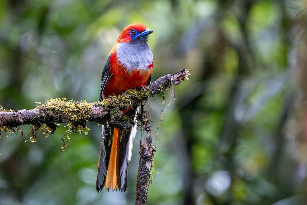 Whitehead's Trogon - ML637584083