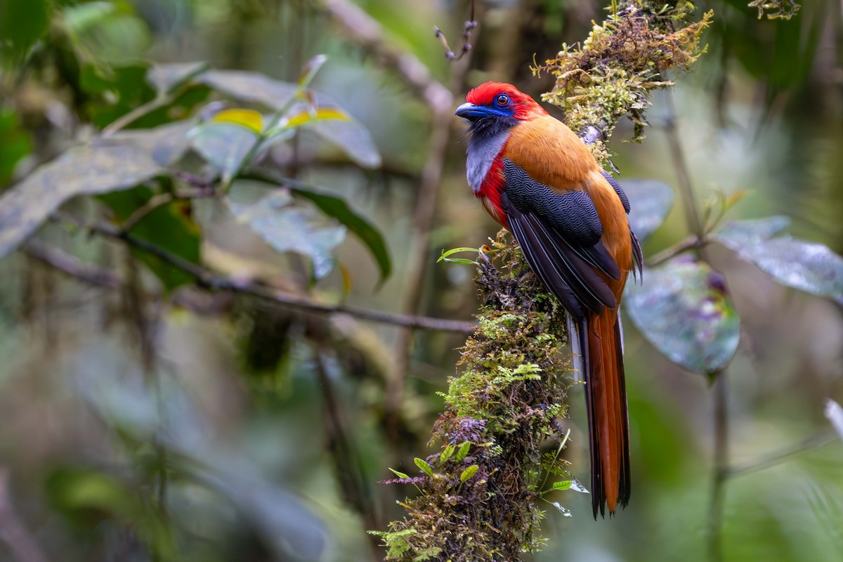 Whitehead's Trogon - ML637584084