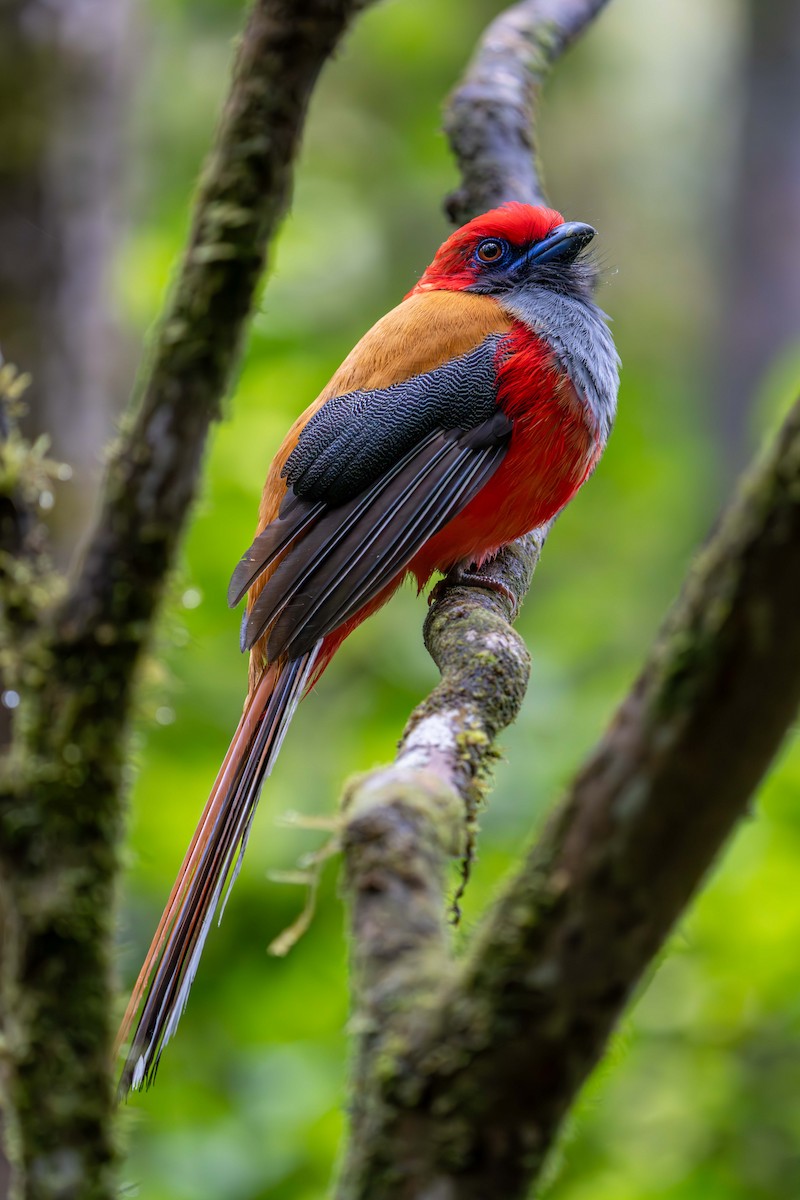 Whitehead's Trogon - ML637584085