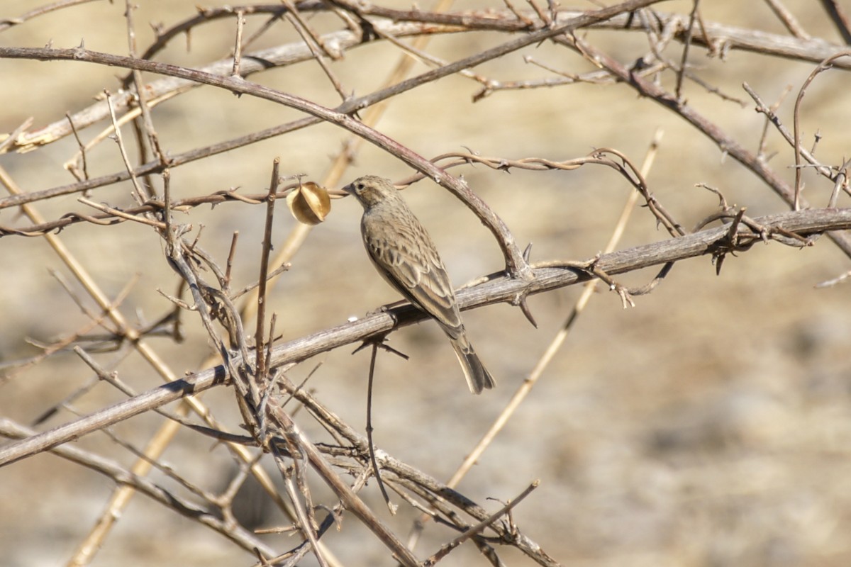 Lark-like Bunting - ML637584086