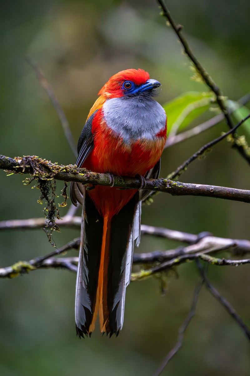 Whitehead's Trogon - ML637584088