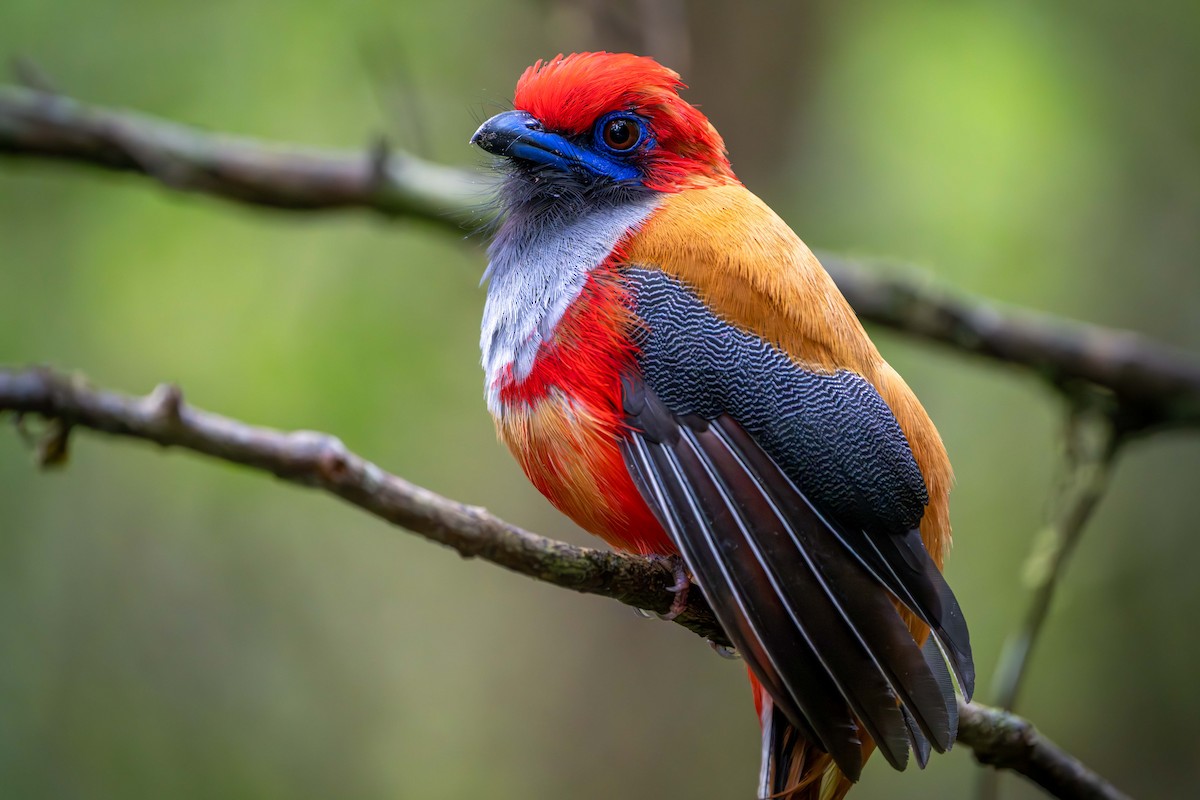 Whitehead's Trogon - ML637584089