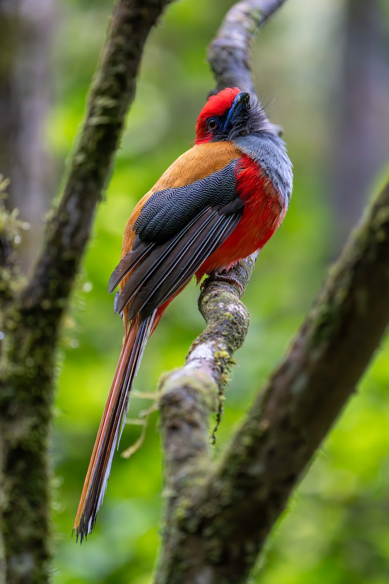 Whitehead's Trogon - ML637584090