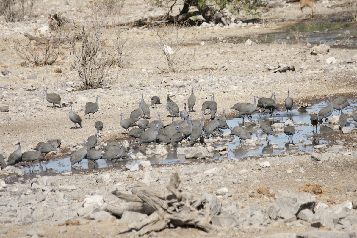 Helmeted Guineafowl - ML637584114