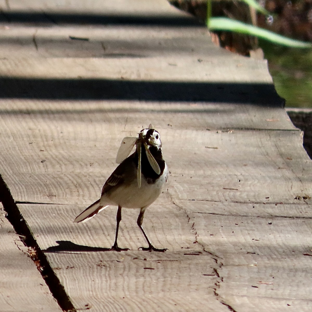 White Wagtail - ML637584123