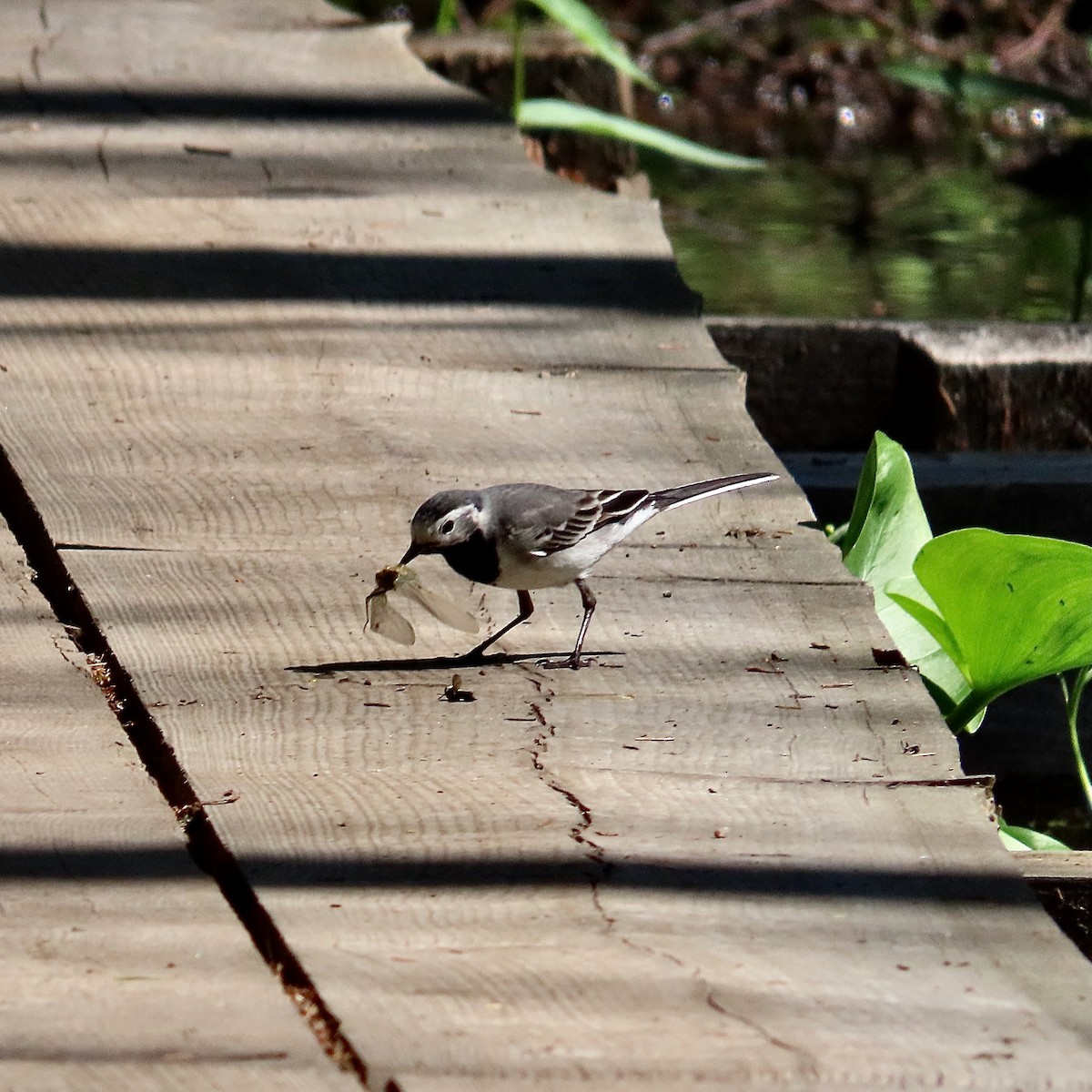 White Wagtail - ML637584126