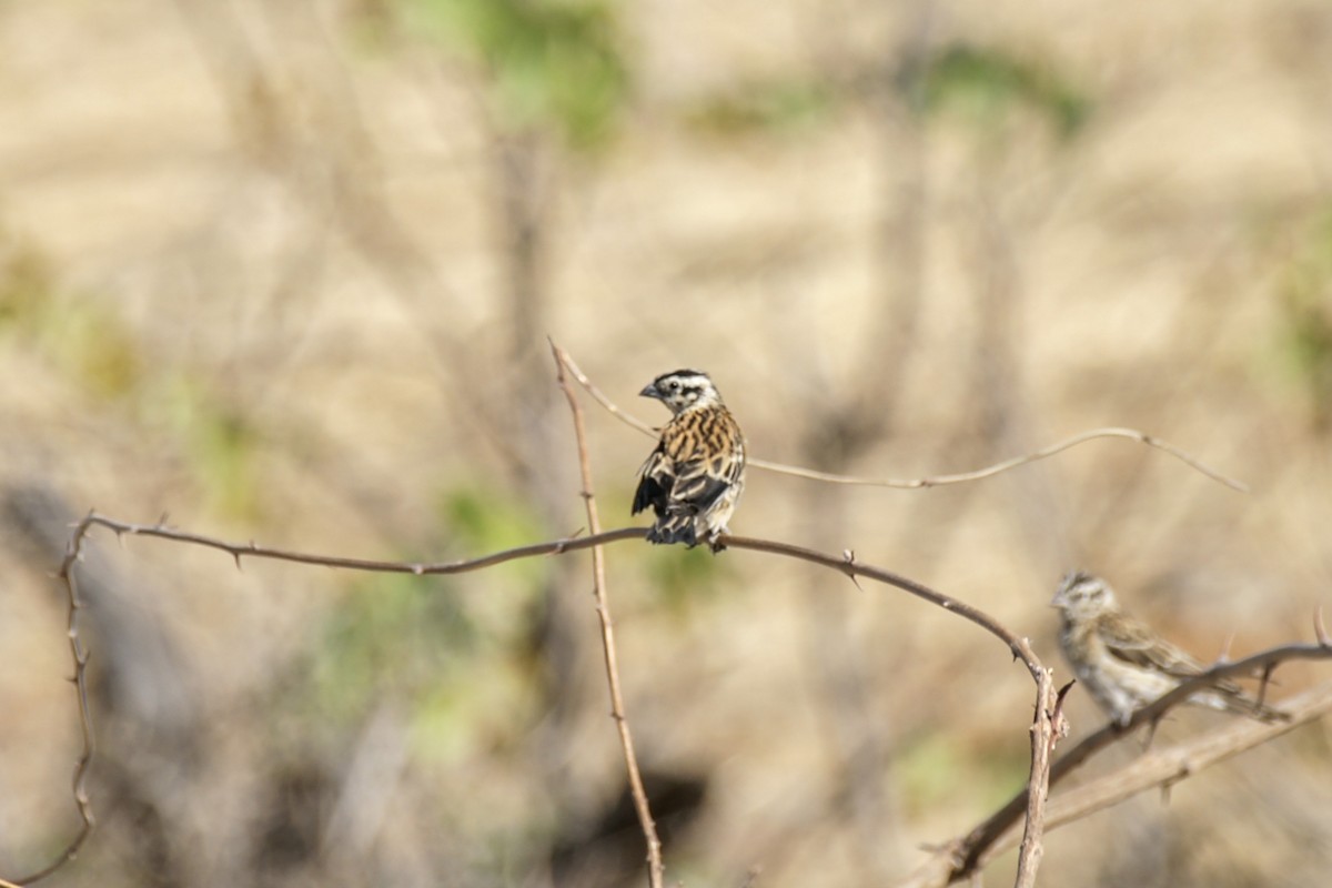 Eastern Paradise-Whydah - ML637584136