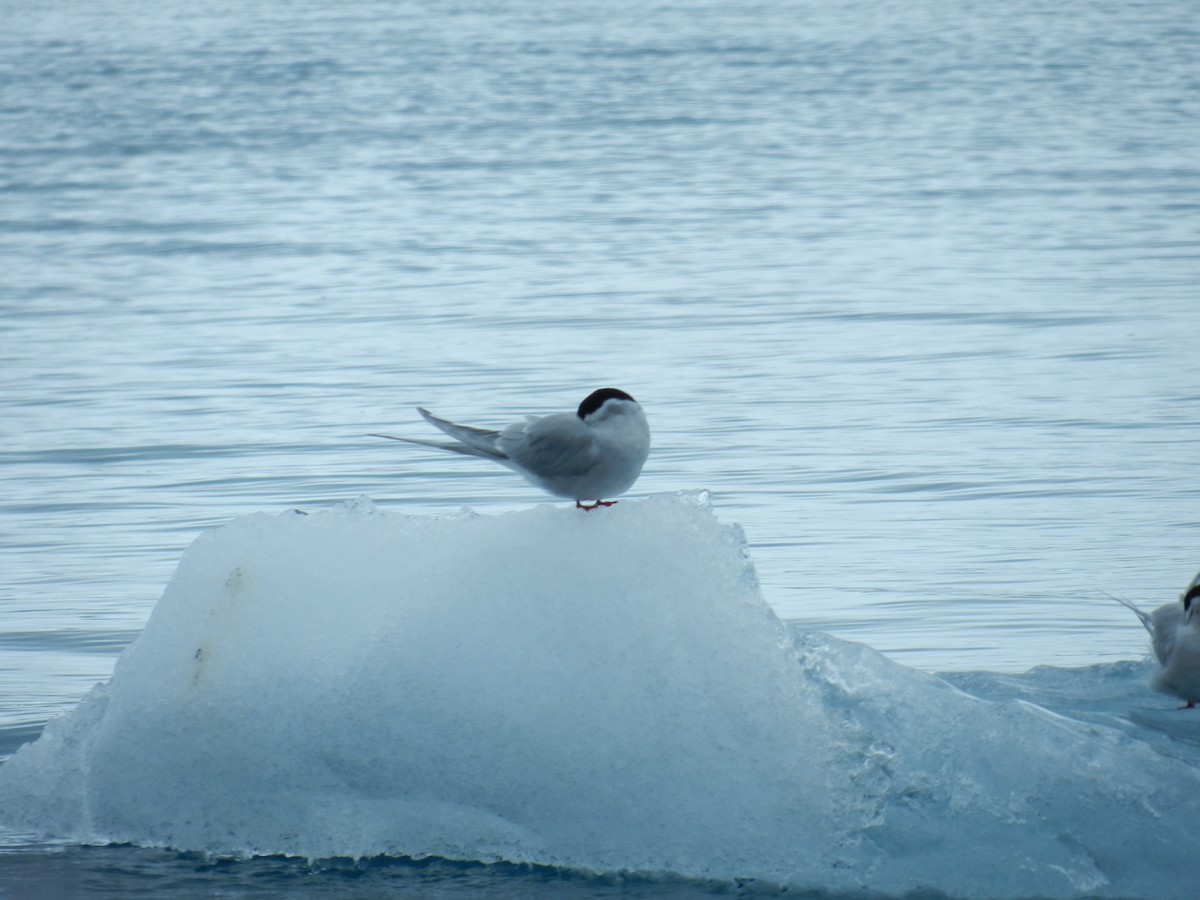 Arctic Tern - ML637584141