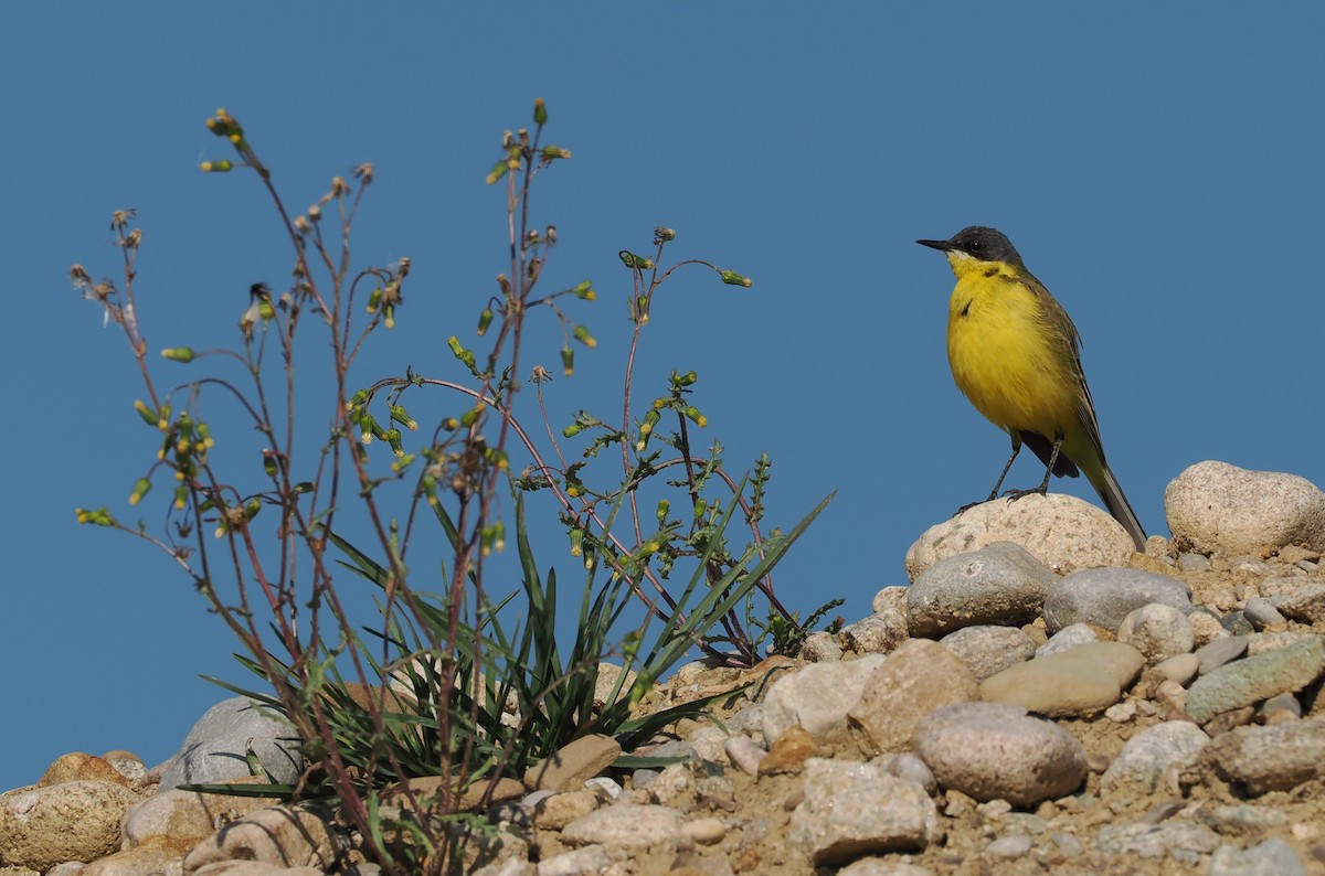 Western Yellow Wagtail (thunbergi) - ML637584164