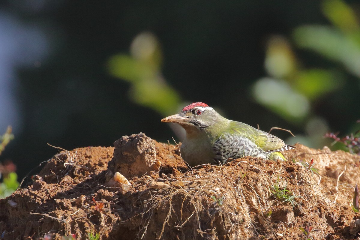 Scaly-bellied Woodpecker - ML637584174