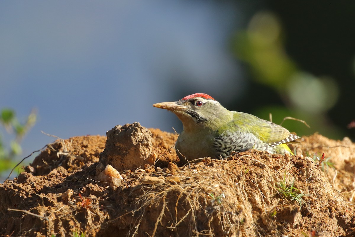 Scaly-bellied Woodpecker - ML637584175