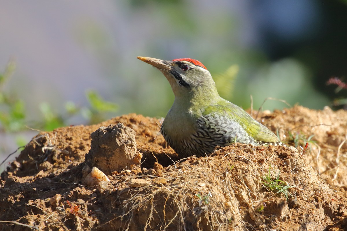 Scaly-bellied Woodpecker - ML637584176
