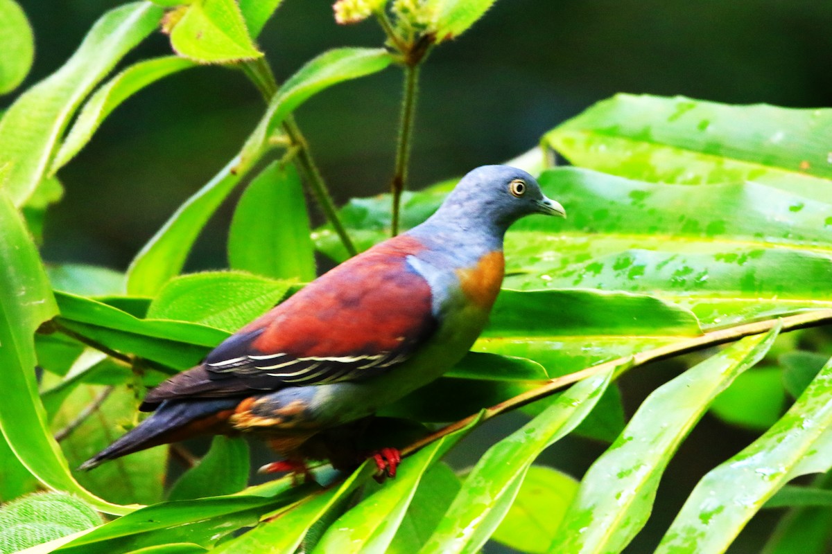 Little Green-Pigeon - ML637584185