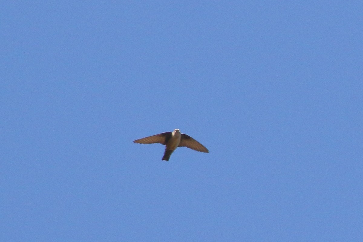 Eurasian Crag-Martin - ML637584197