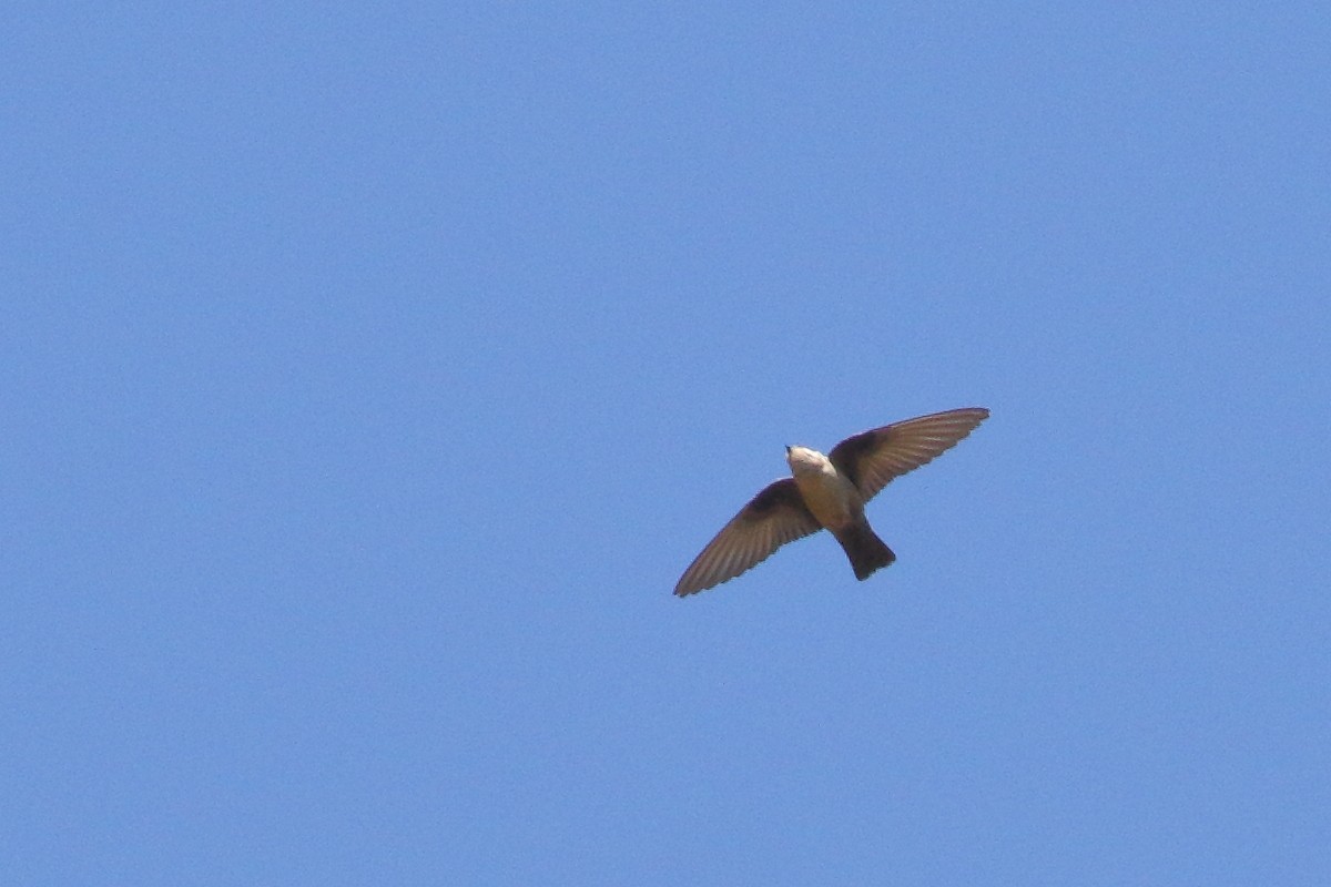 Eurasian Crag-Martin - ML637584198