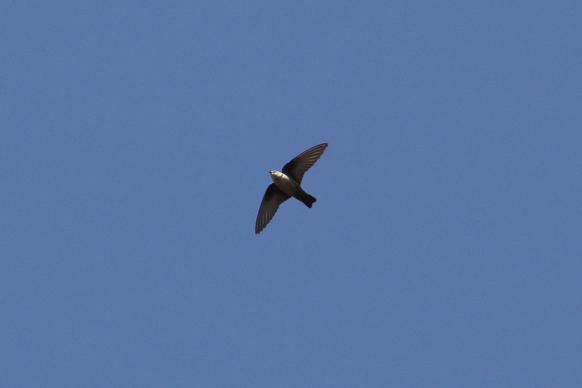 Eurasian Crag-Martin - ML637584199