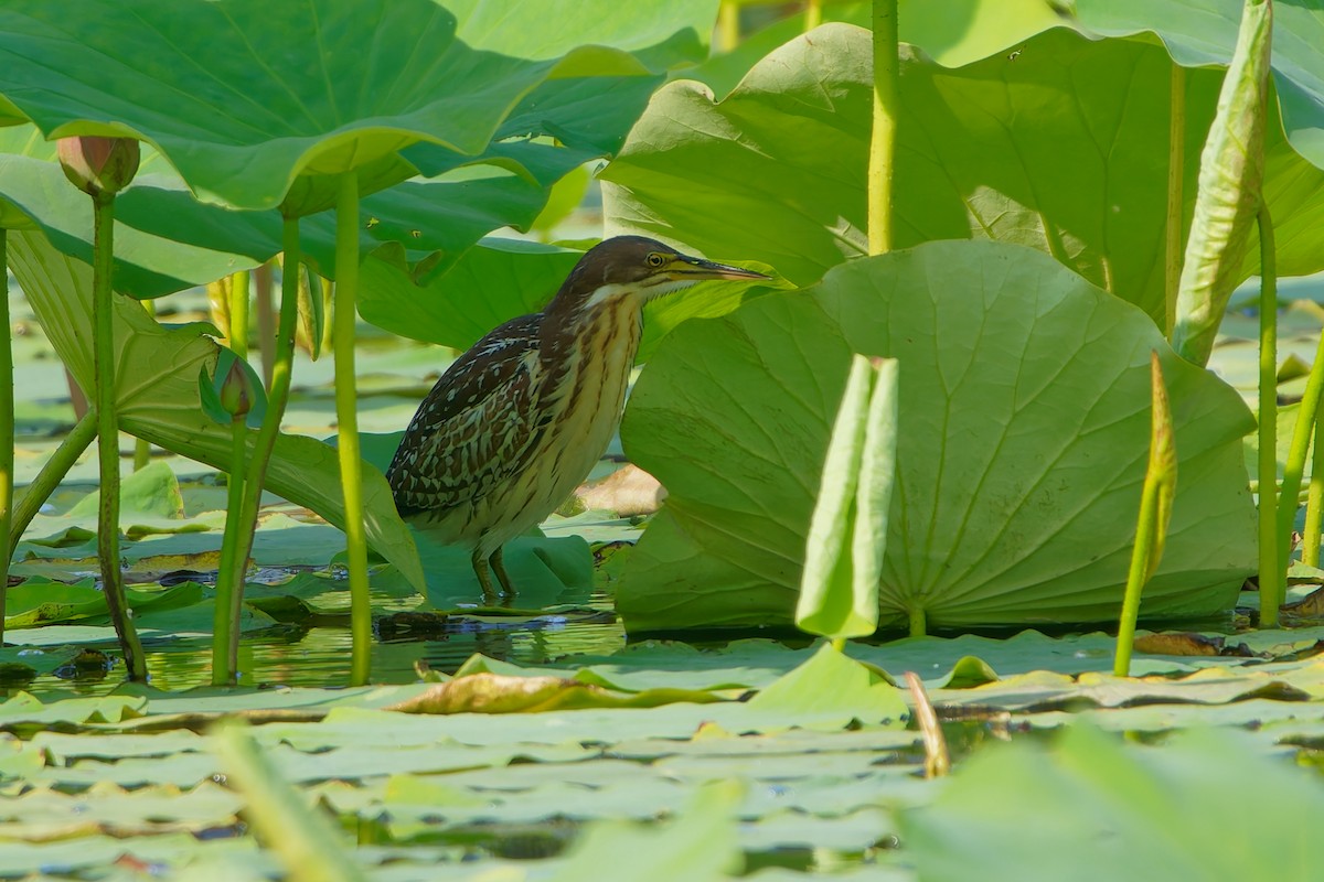 Schrenck's Bittern - ML637584201