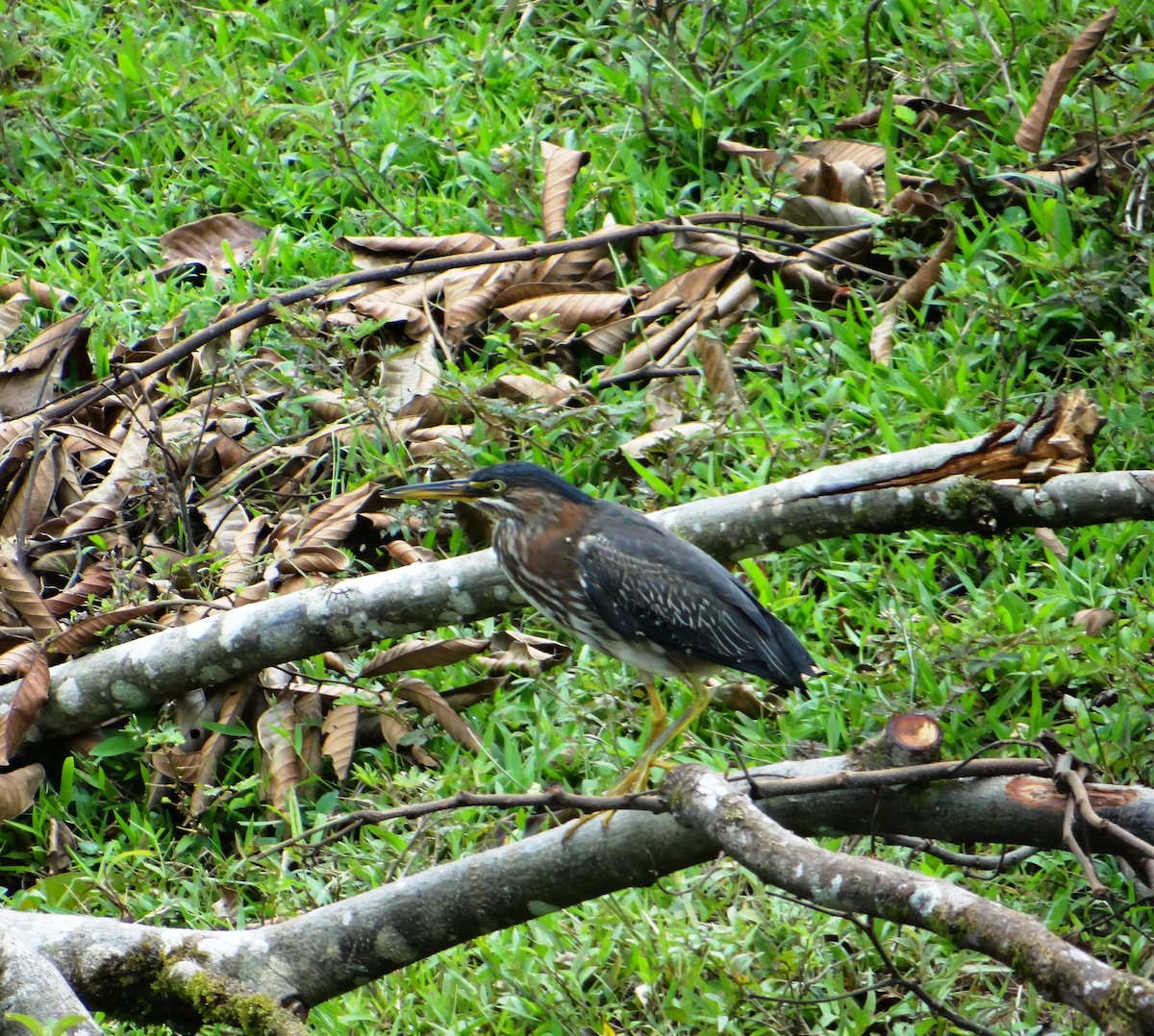 Green Heron - ML63758421