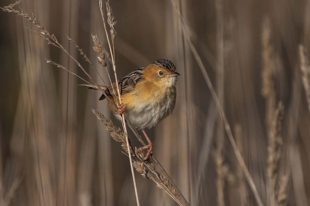 Golden-headed Cisticola - ML637584220