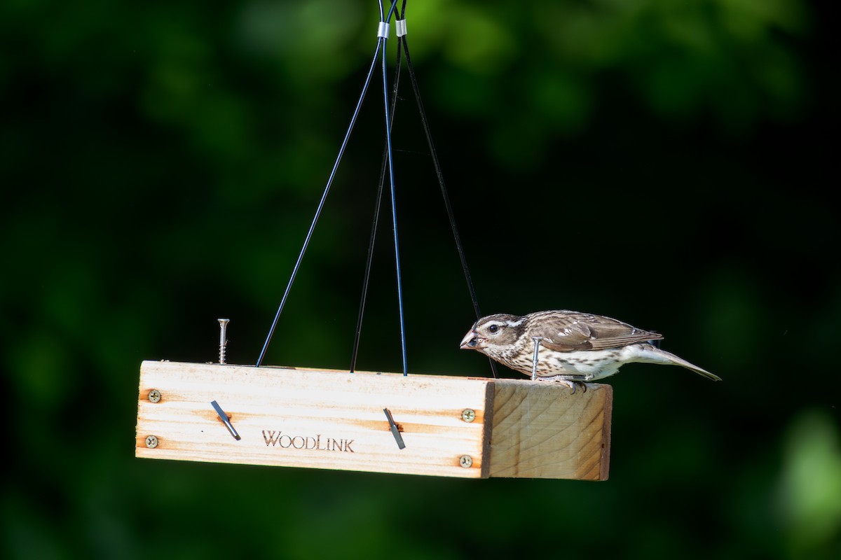 Rose-breasted Grosbeak - ML637584227