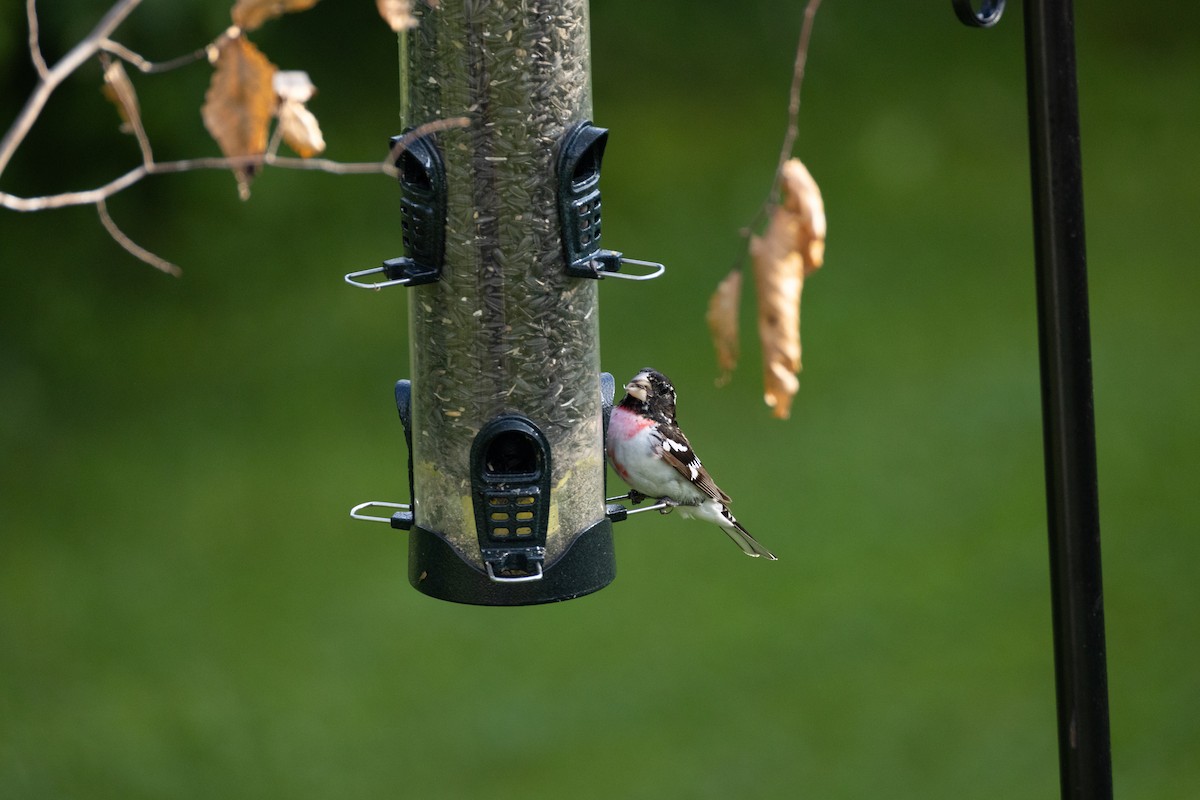 Rose-breasted Grosbeak - ML637584228