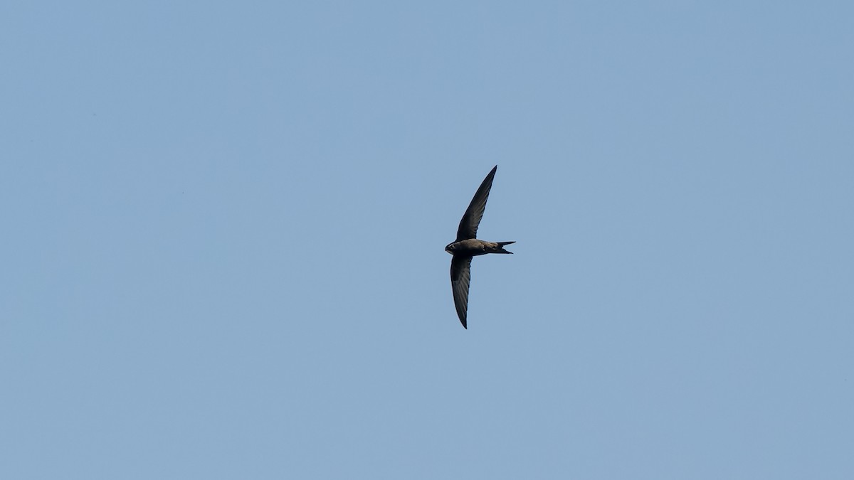 Common Swift - ML637584233