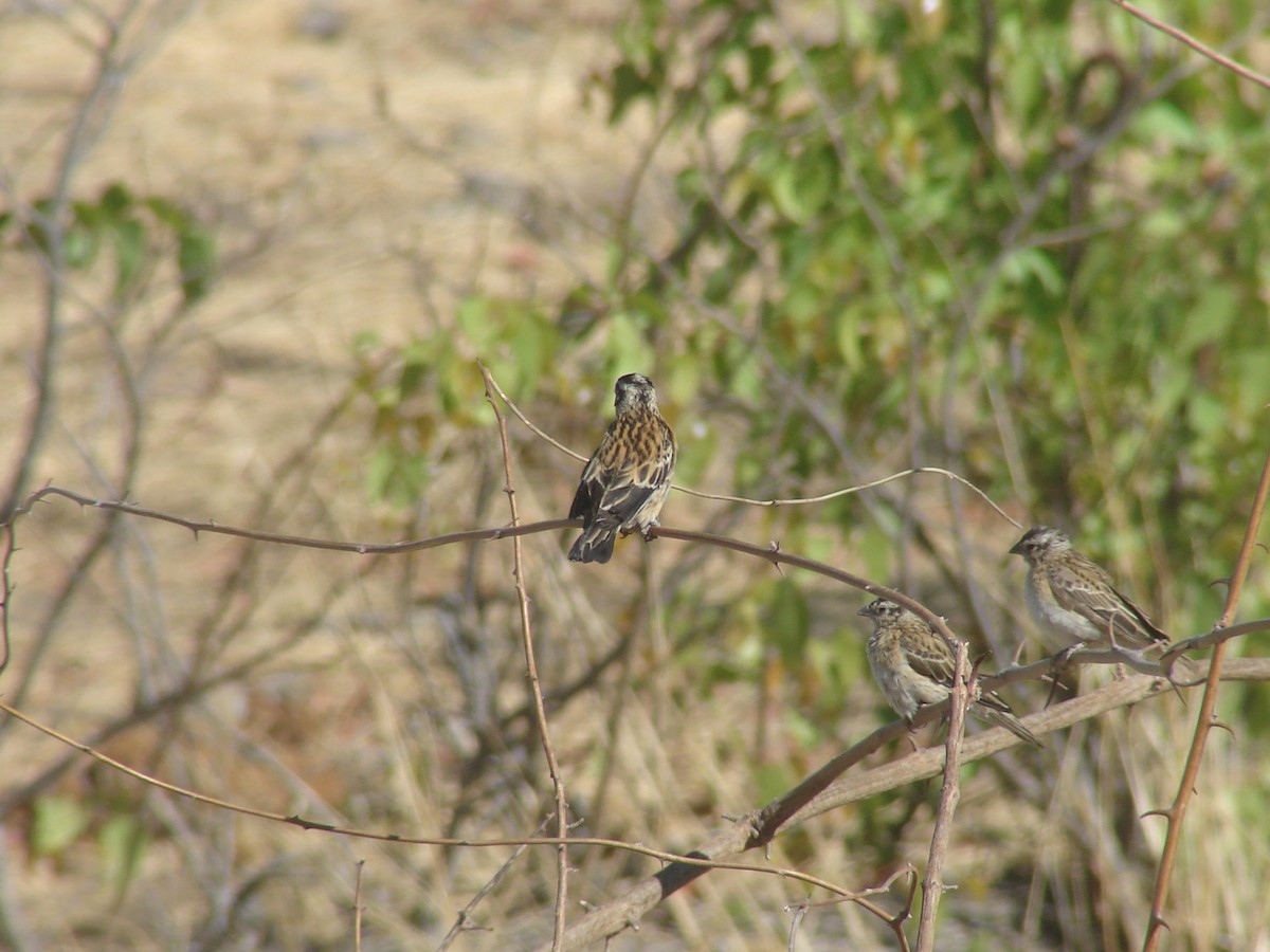 Eastern Paradise-Whydah - ML637584252