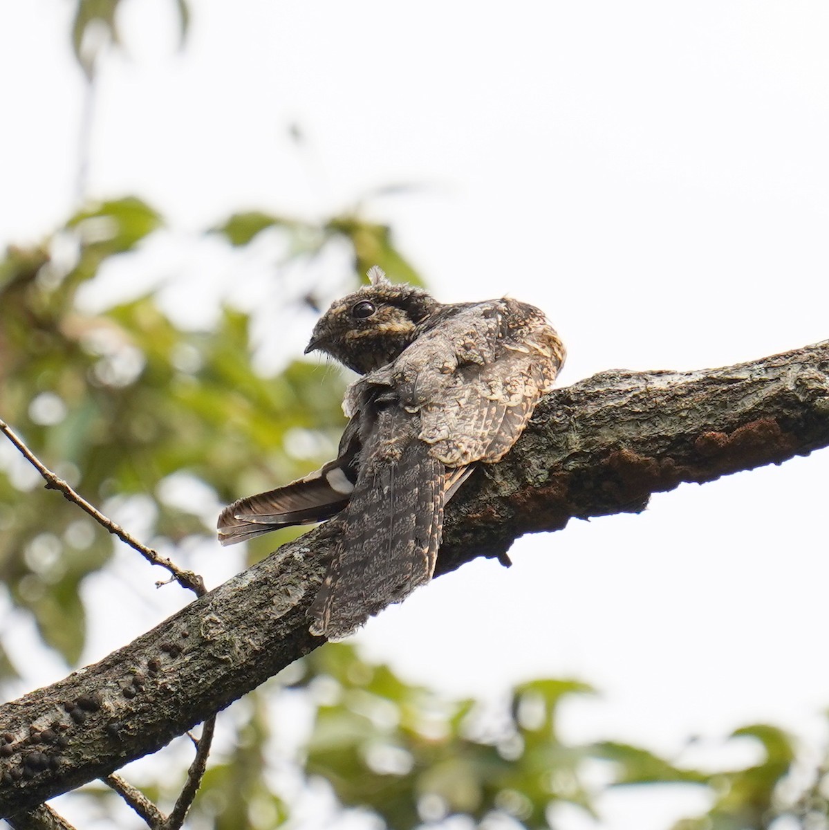 Gray Nightjar - ML637584270