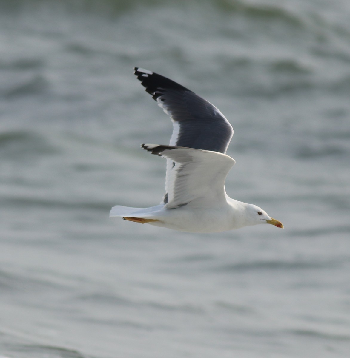Lesser Black-backed Gull (Heuglin's) - ML637584278