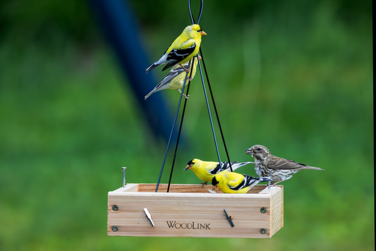 American Goldfinch - ML637584303