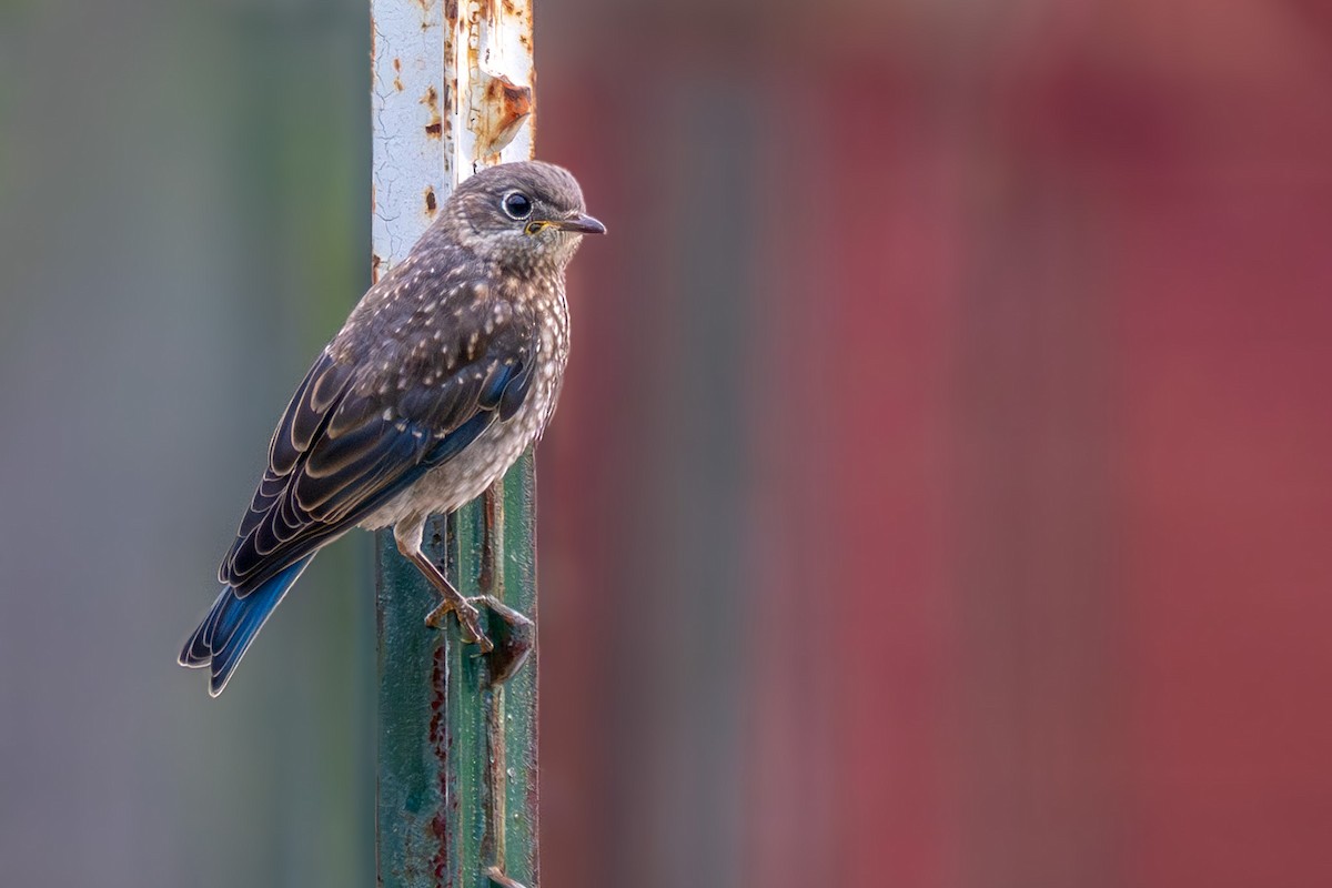 Eastern Bluebird - ML637584321