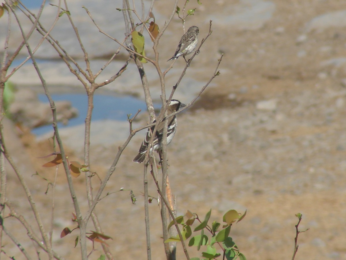White-browed Sparrow-Weaver - ML637584332