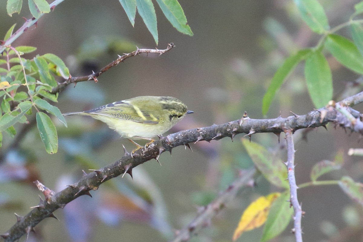Lemon-rumped Warbler - ML637584340