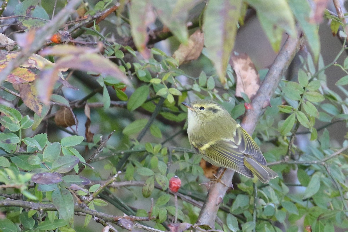 Lemon-rumped Warbler - ML637584342