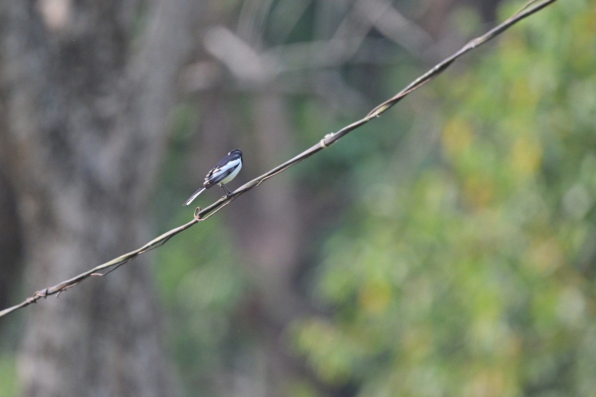 White Wagtail - ML637584381