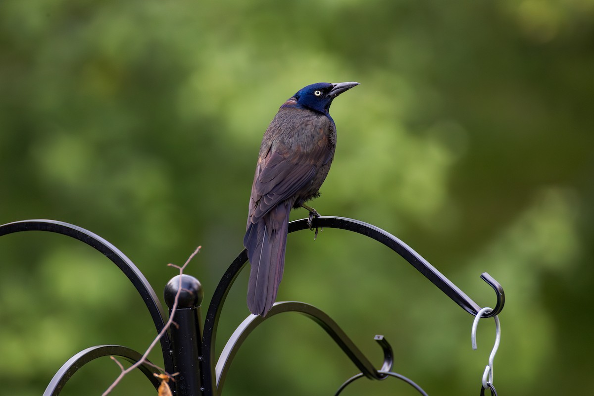 Common Grackle - ML637584385