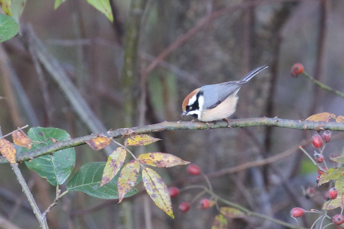 Black-throated Tit - ML637584406