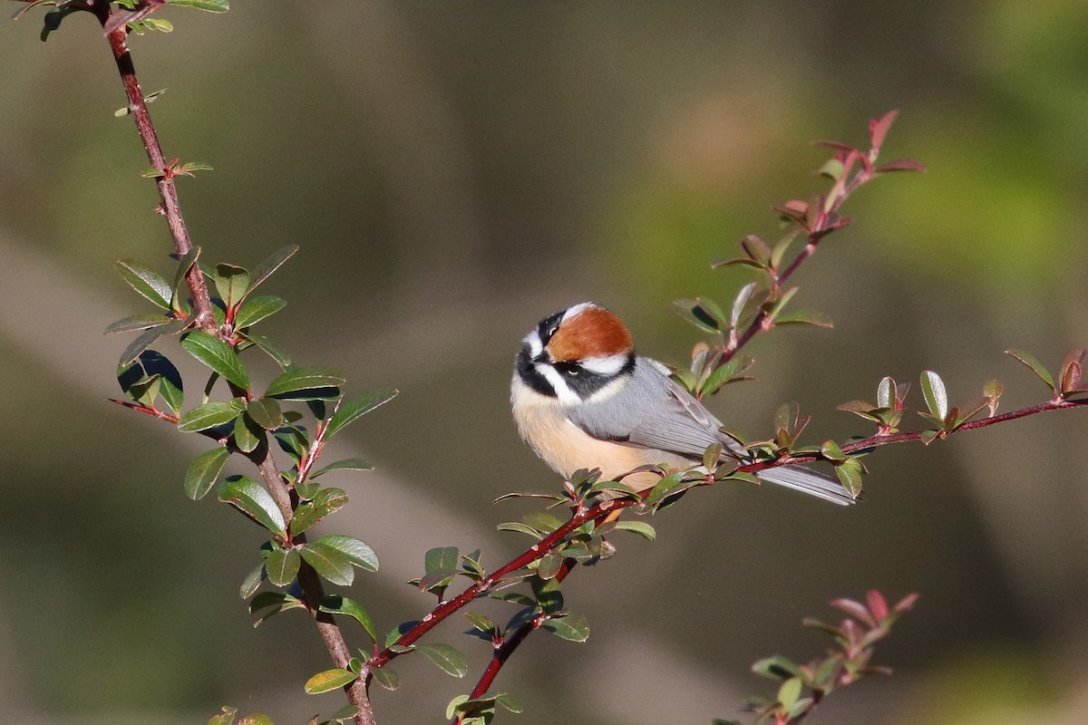 Black-throated Tit - ML637584407