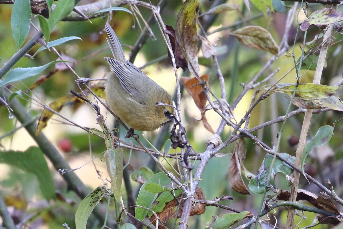 Black-chinned Babbler - ML637584421