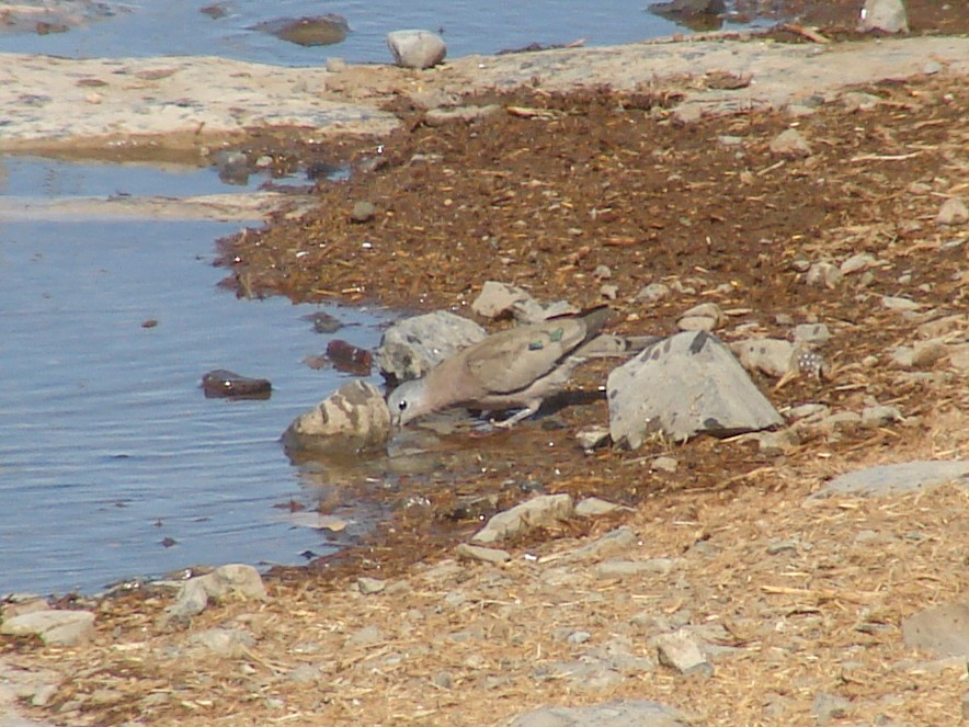 Emerald-spotted Wood-Dove - ML637584429