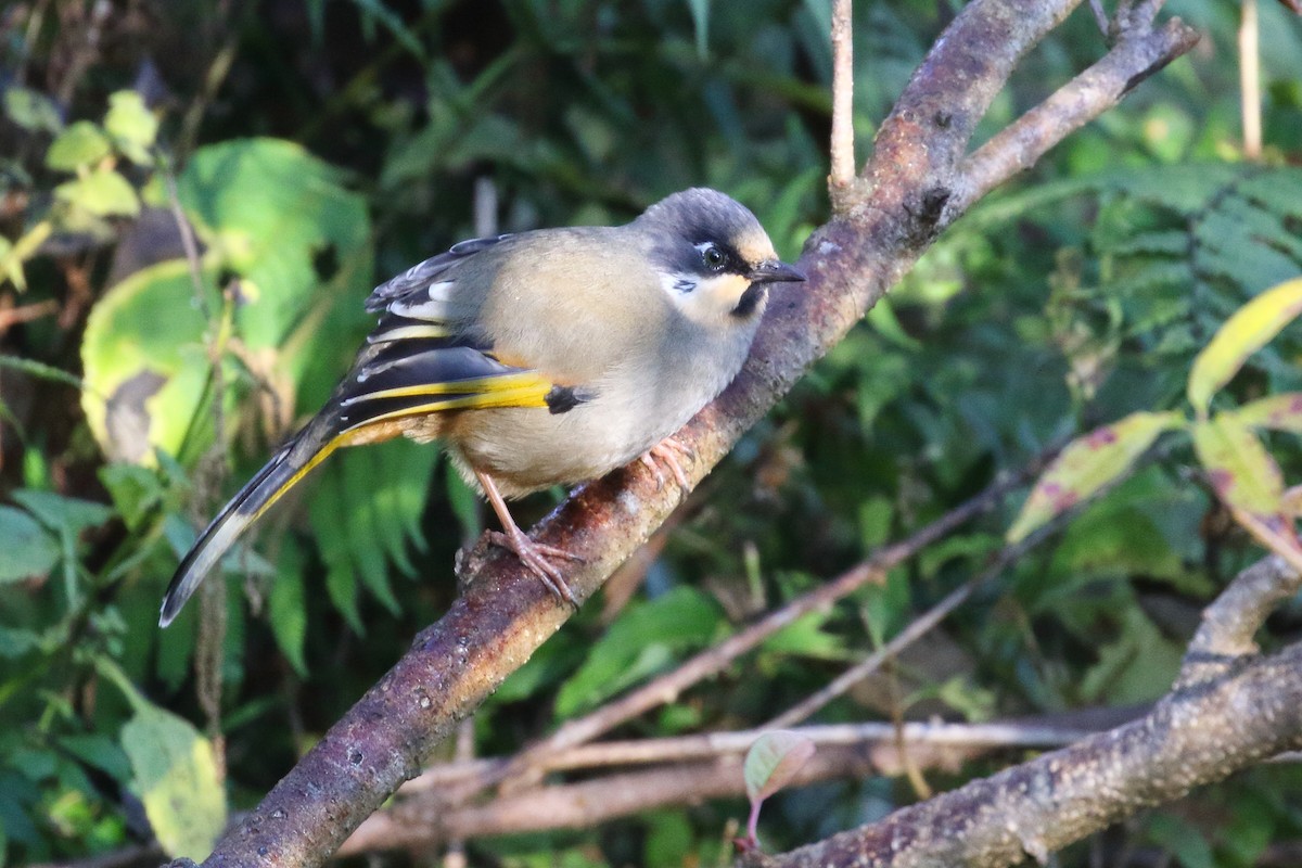 Variegated Laughingthrush - ML637584432