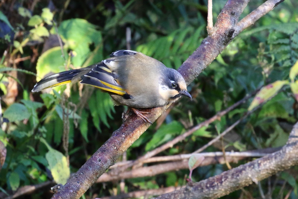 Variegated Laughingthrush - ML637584433