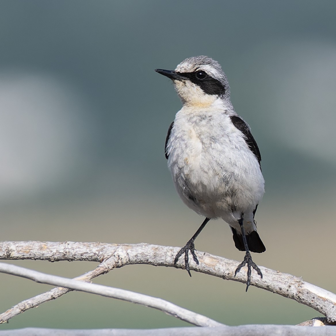 Northern Wheatear - ML637584437