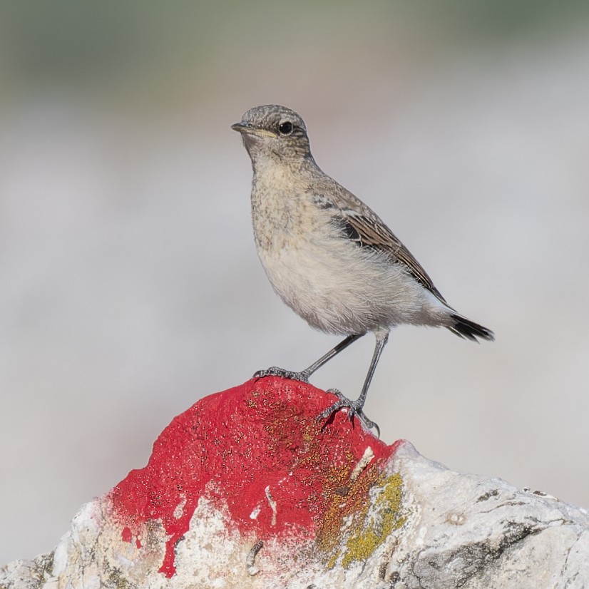 Northern Wheatear - ML637584438
