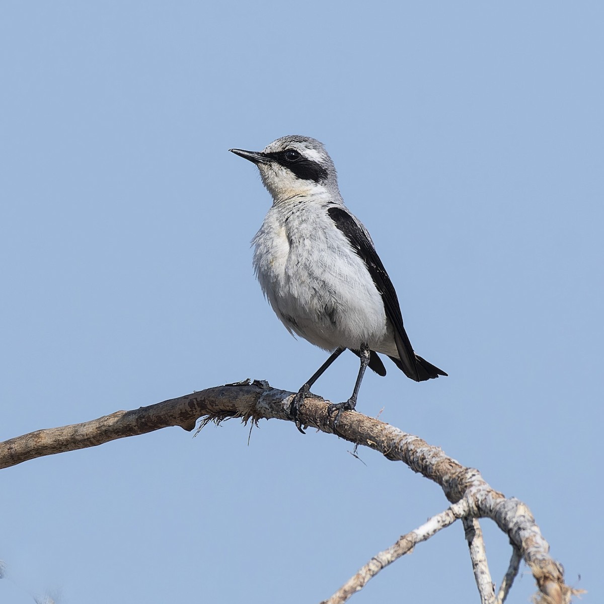 Northern Wheatear - ML637584439