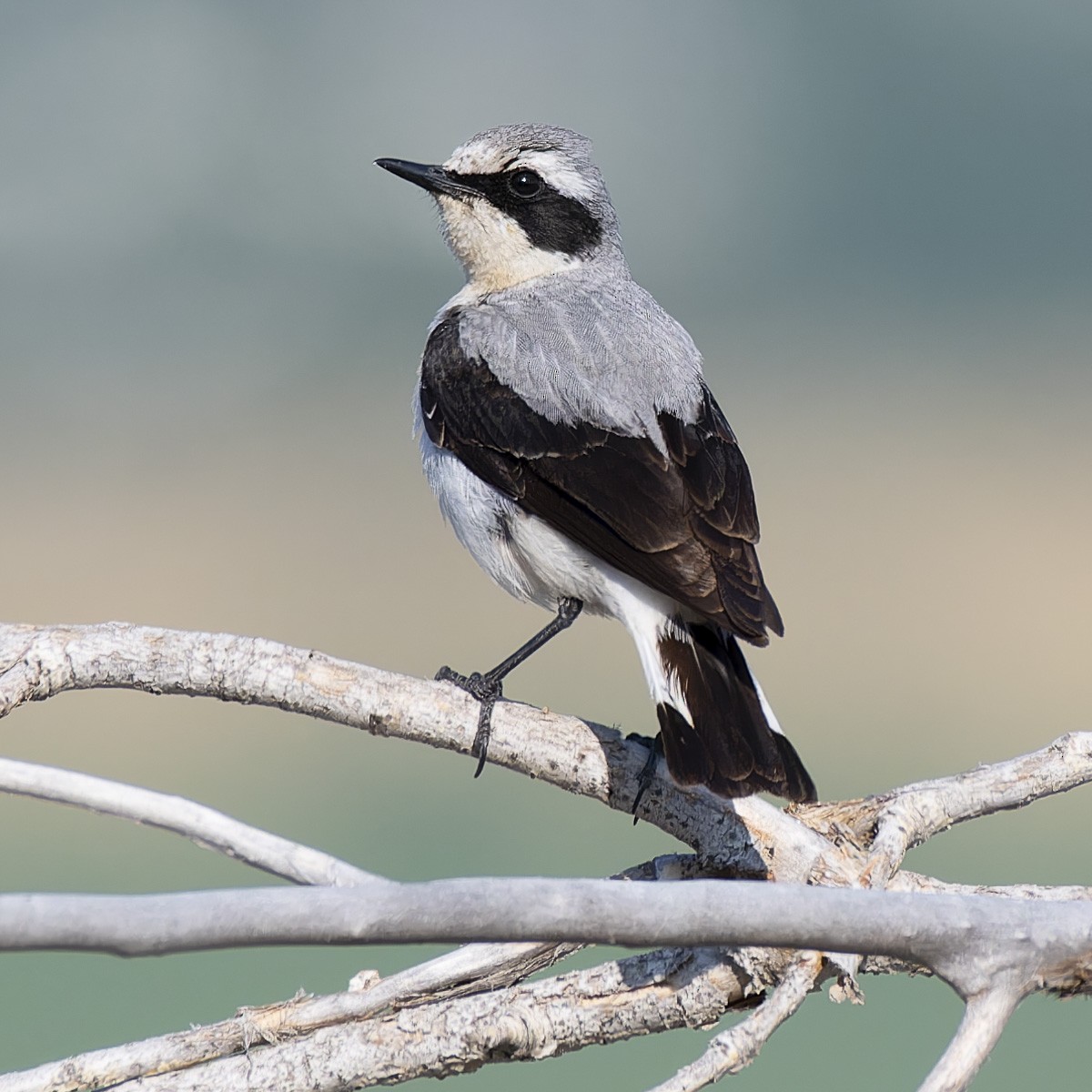Northern Wheatear - ML637584440