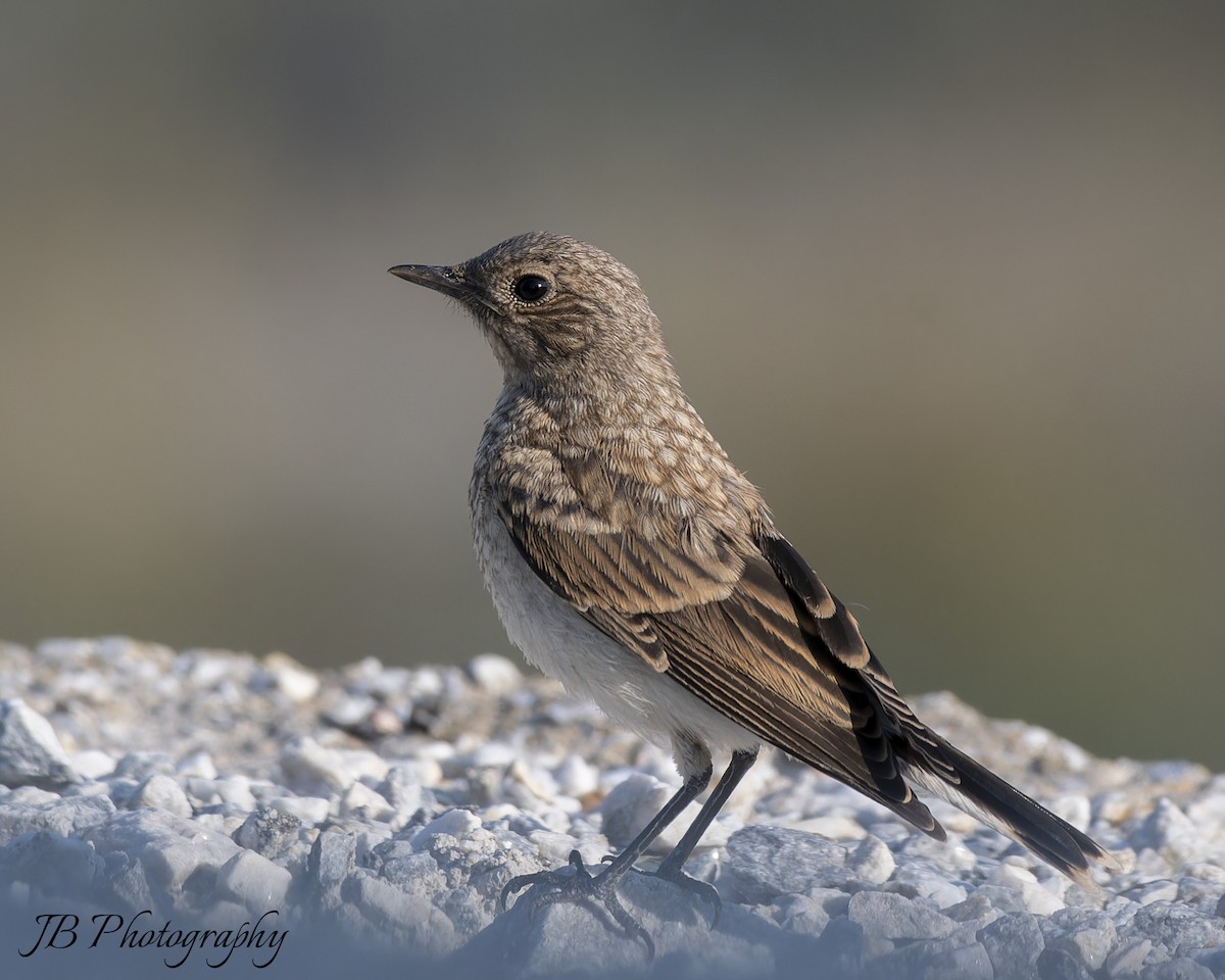 Northern Wheatear - ML637584441