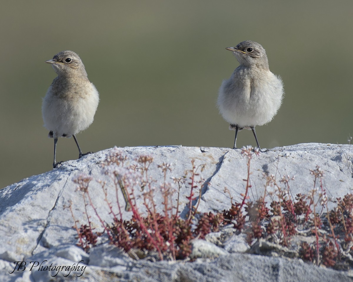 Northern Wheatear - ML637584442
